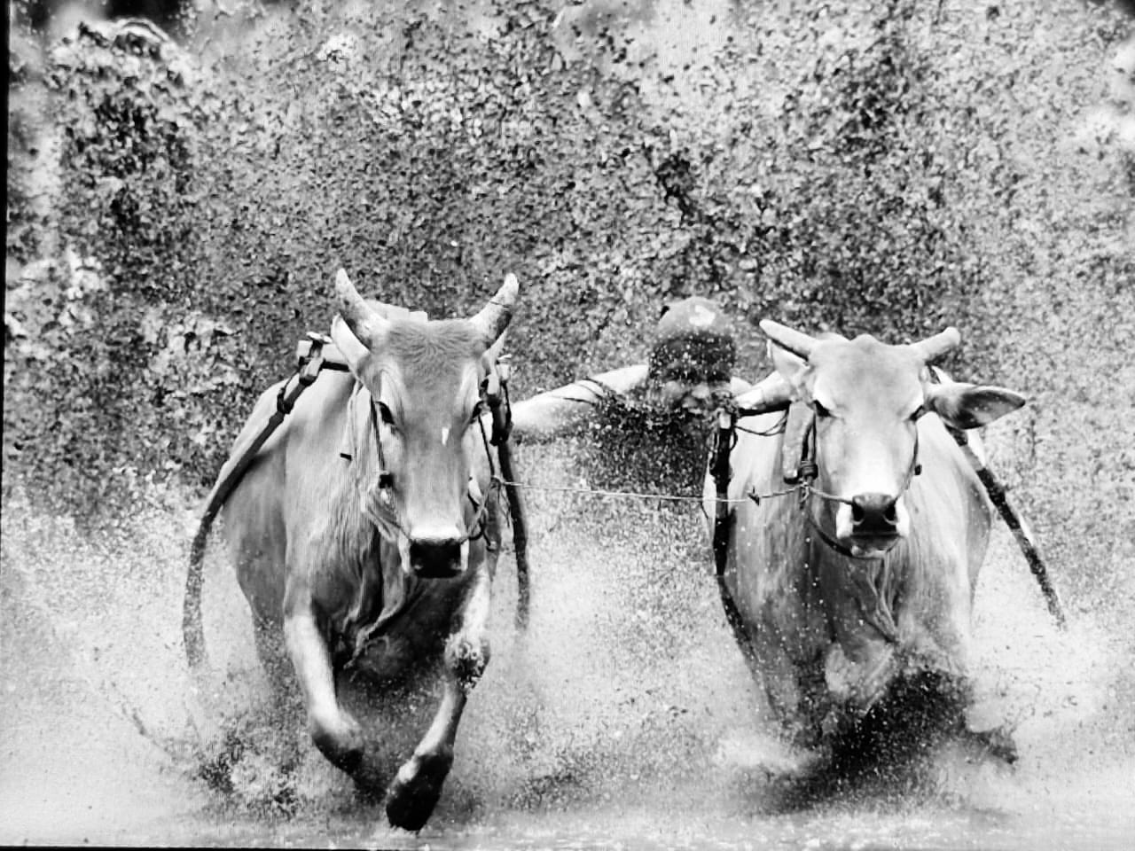 Pacu Jawi Private Photography Experience