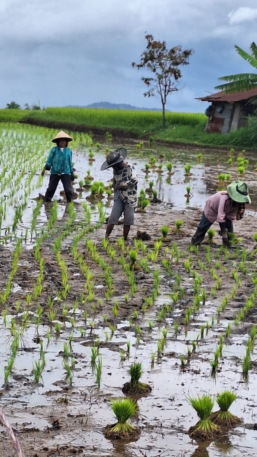 7 Days / 6 Nights West Sumatra